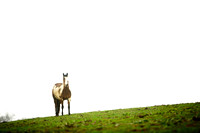 Horse in Holtwood, PA