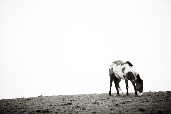 Horse in Holtwood, PA